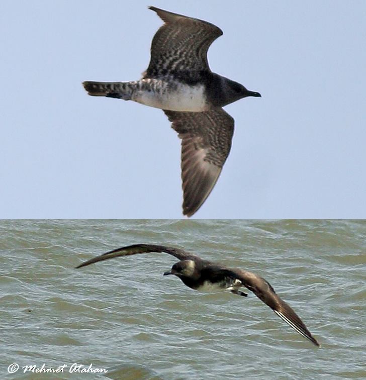 Long-tailed Jaeger - Mehmet Atahan