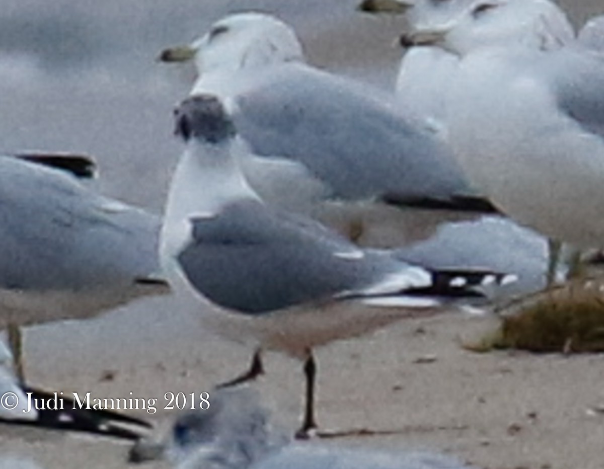 Franklin's Gull - ML117178391