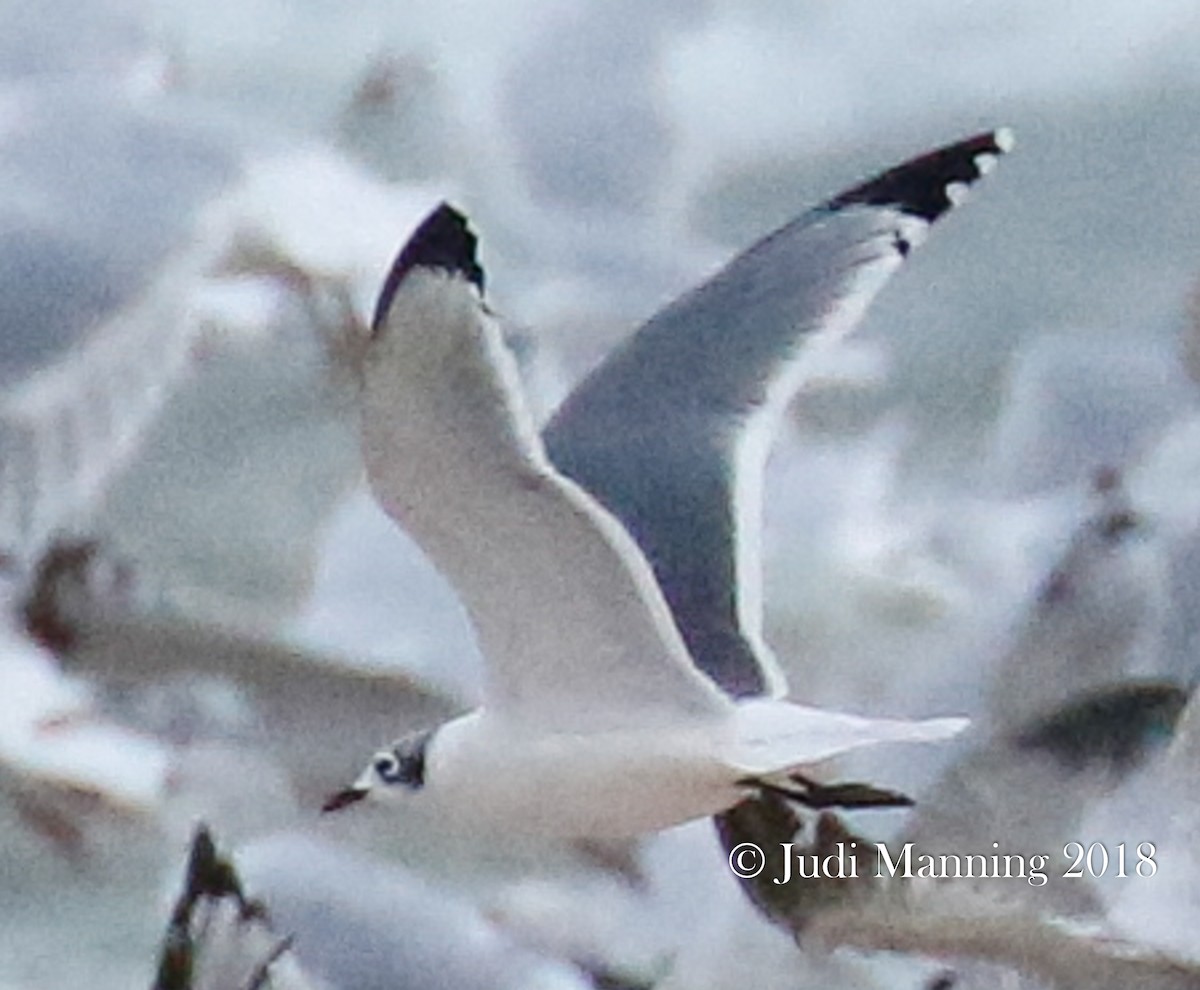 Franklin's Gull - ML117178401