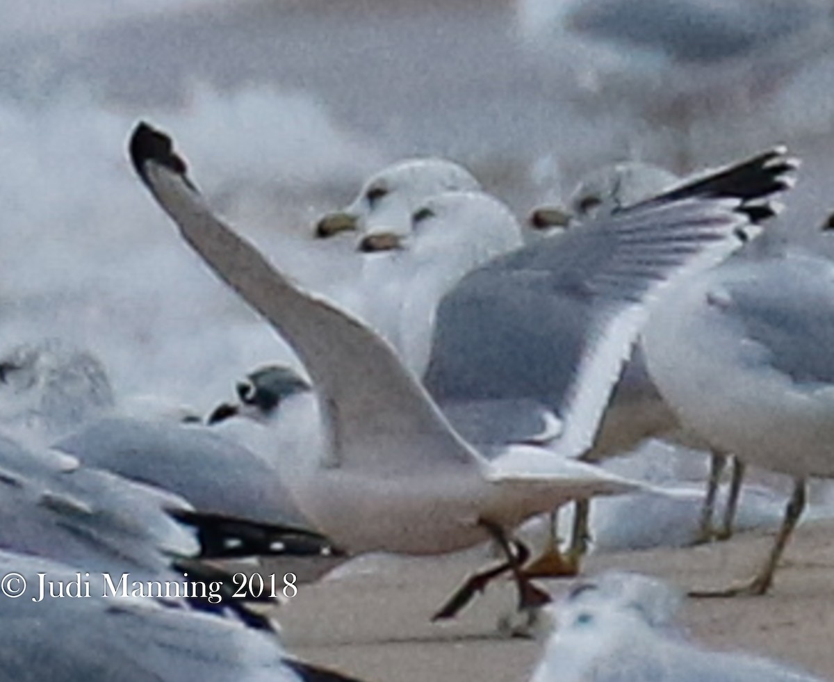 Franklin's Gull - ML117178411