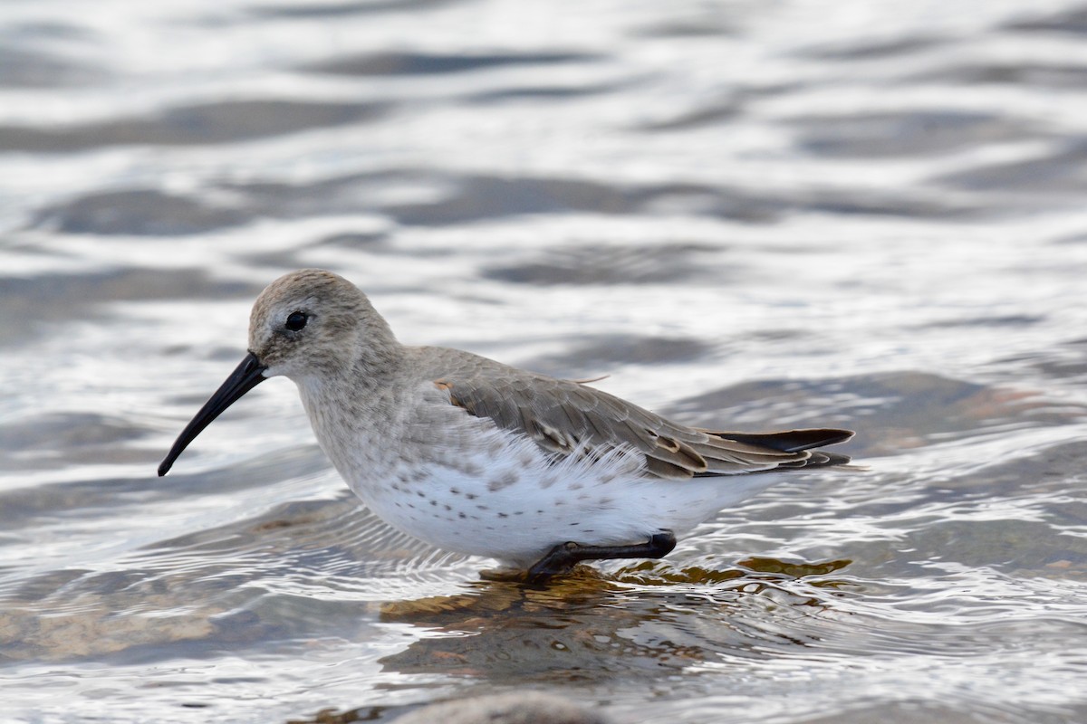 Bécasseau variable - ML117179001