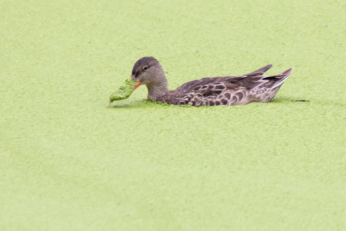 Northern Shoveler - Dawn Currie