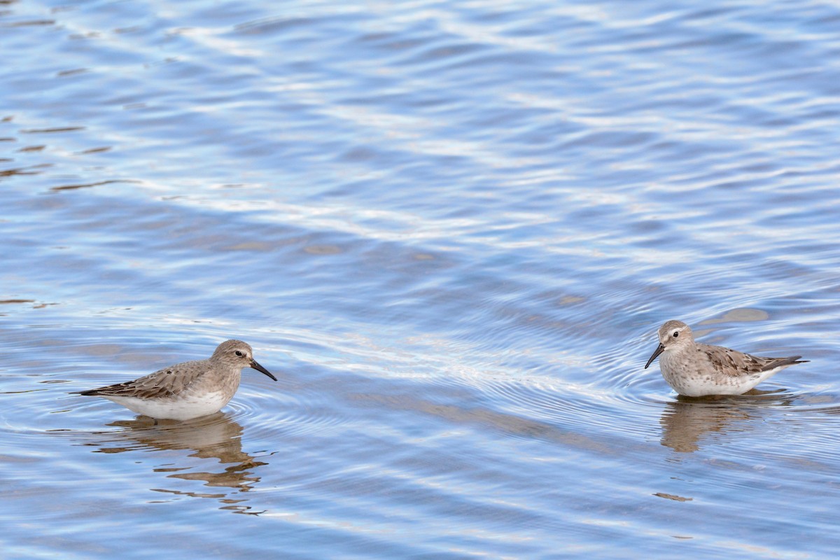 White-rumped Sandpiper - Monica Siebert