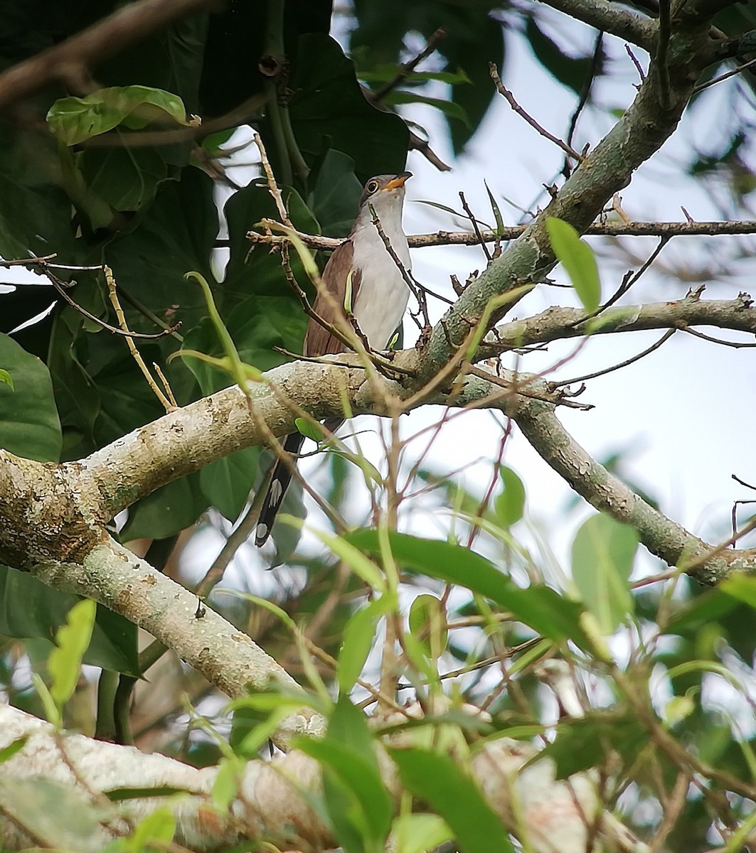 Pearly-breasted Cuckoo - ML117179861