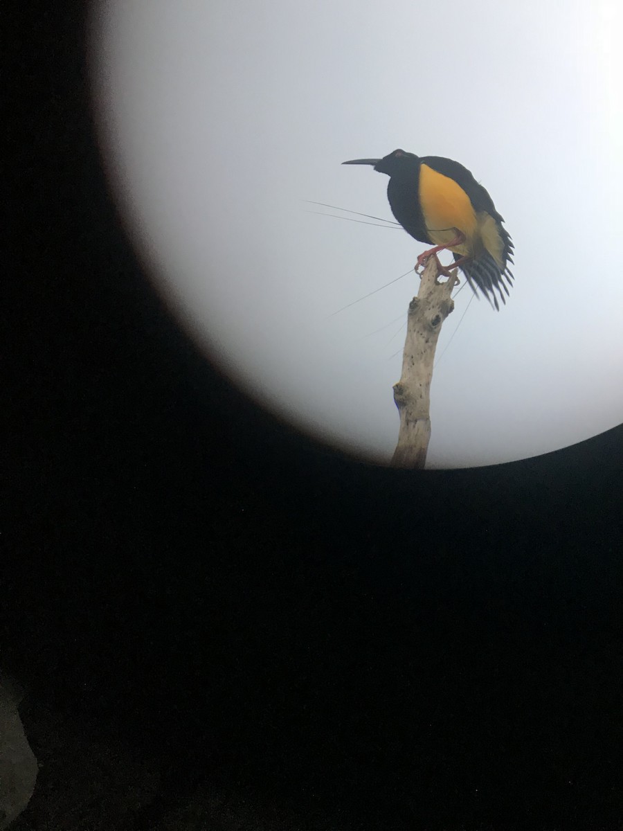 Twelve-wired Bird-of-Paradise - ML117180761