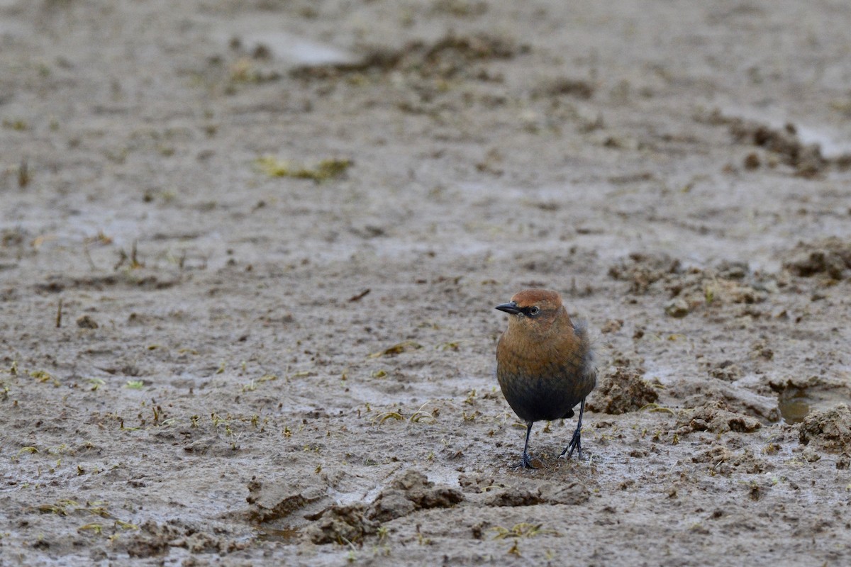 Rusty Blackbird - ML117180801