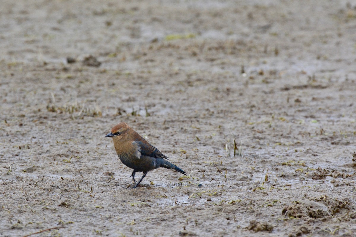 Rusty Blackbird - ML117180871