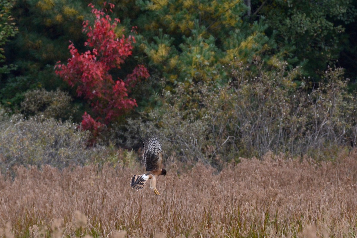 Northern Harrier - ML117180951