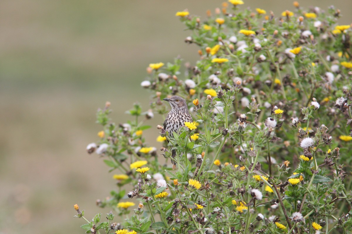 Sage Thrasher - ML117181021