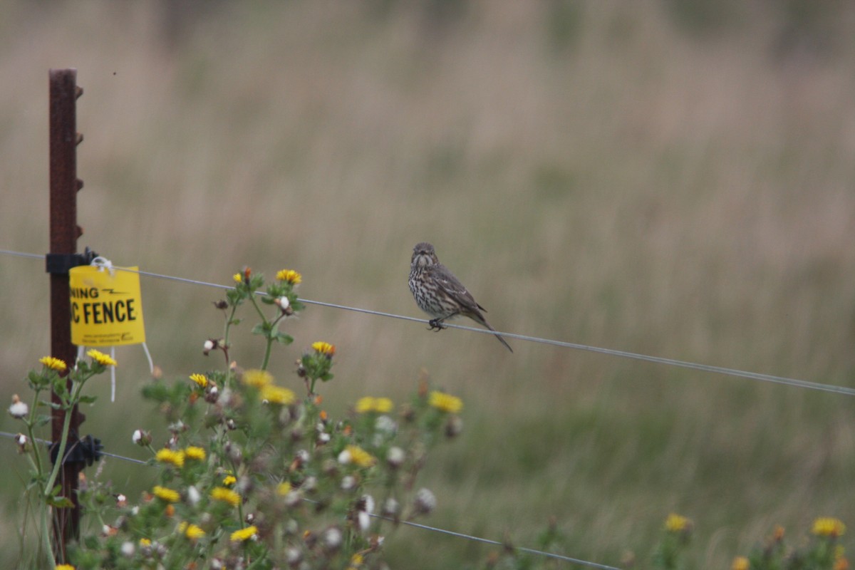 Sage Thrasher - ML117181031