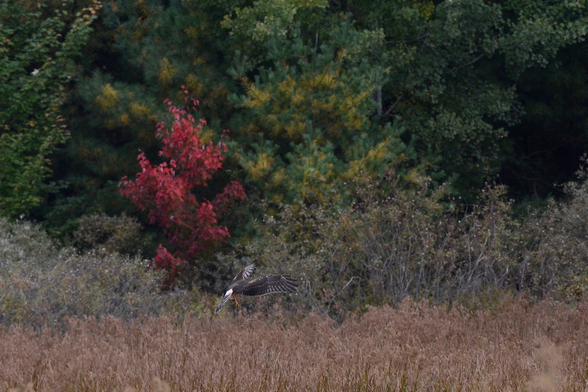 Northern Harrier - ML117181211