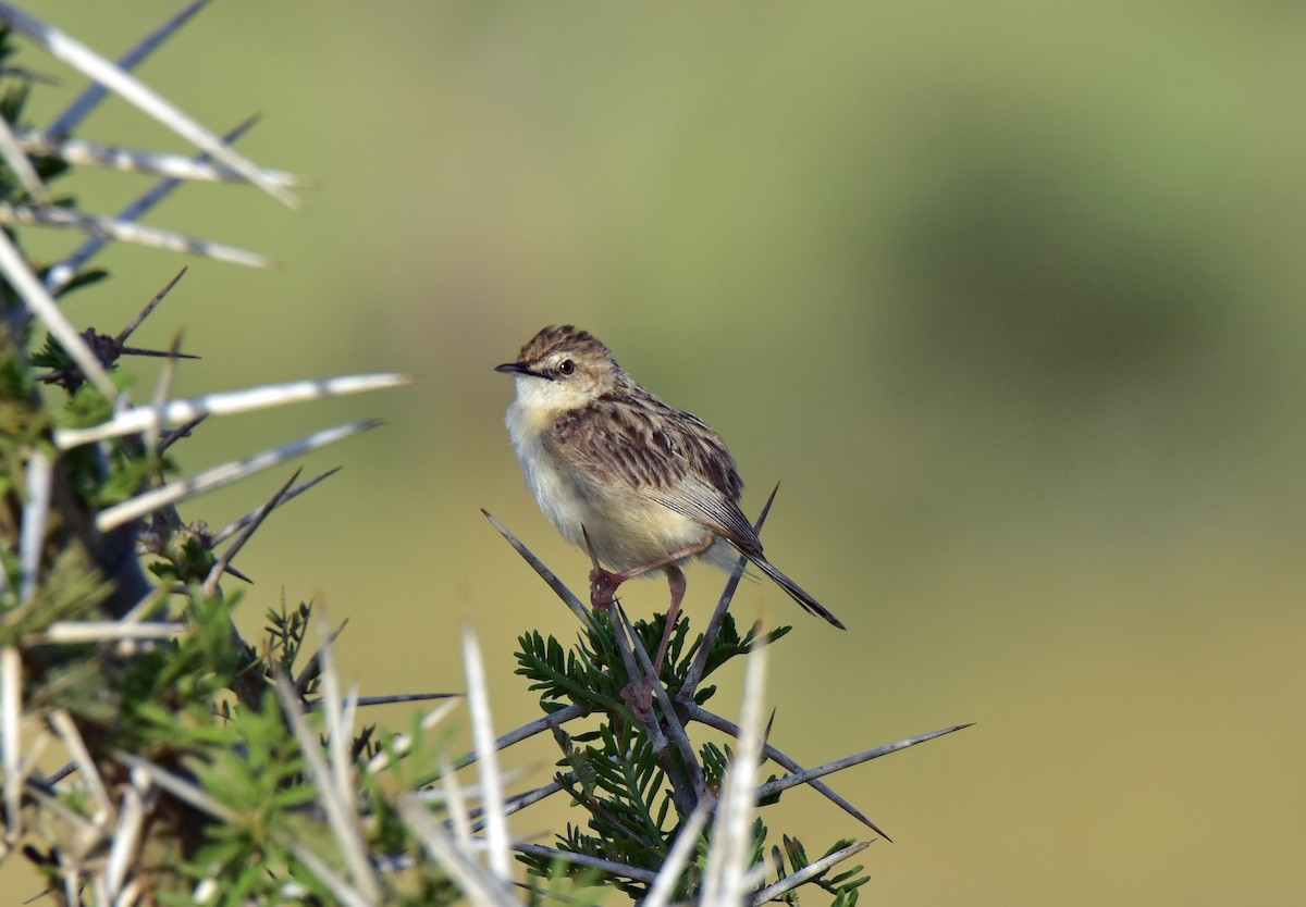 Desert Cisticola - ML117181471