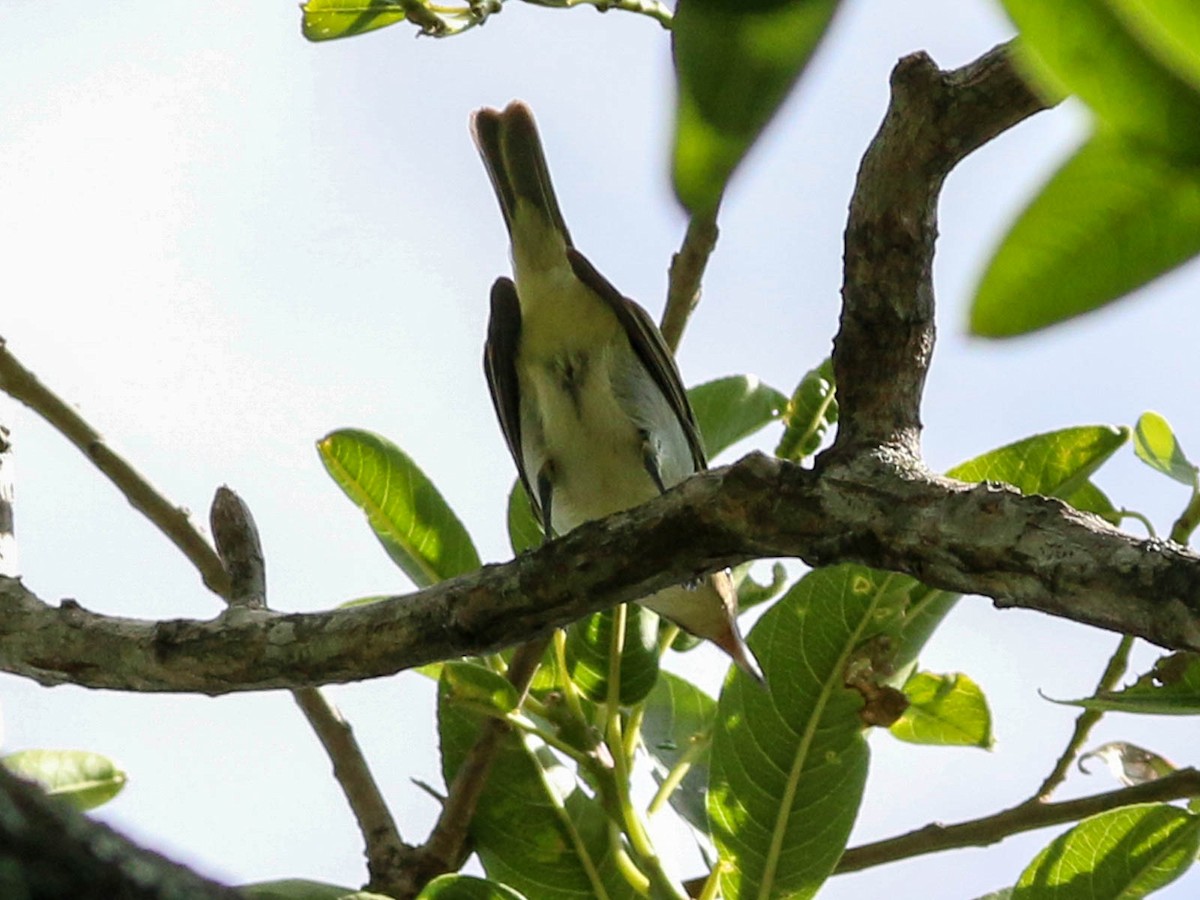 Black-whiskered Vireo - ML117184201