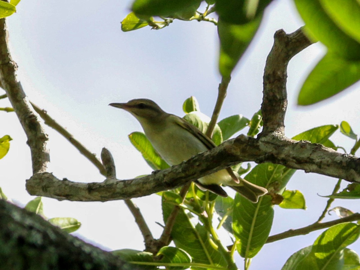 Black-whiskered Vireo - ML117184221