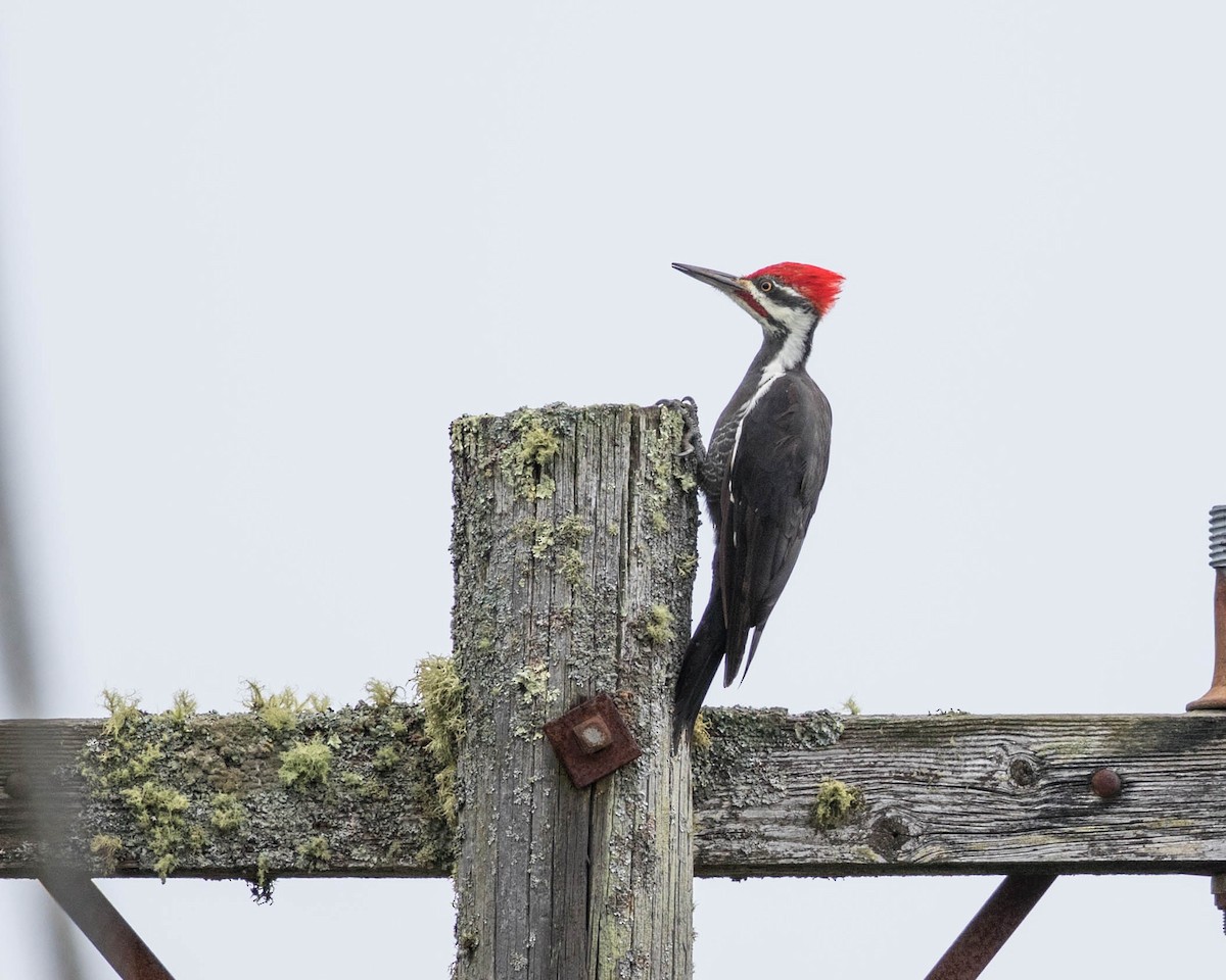 Pileated Woodpecker - Jeremy Coleman