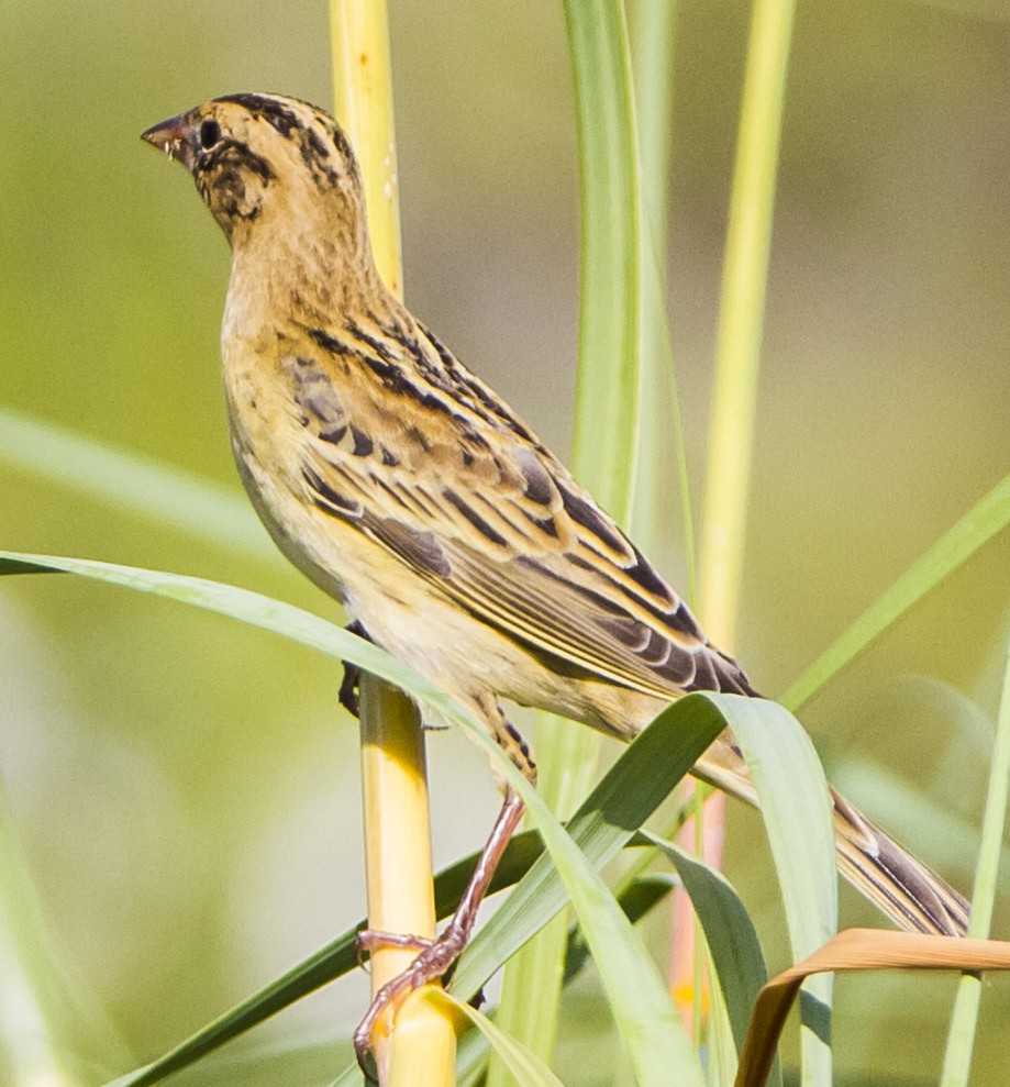 bobolink americký - ML117185611