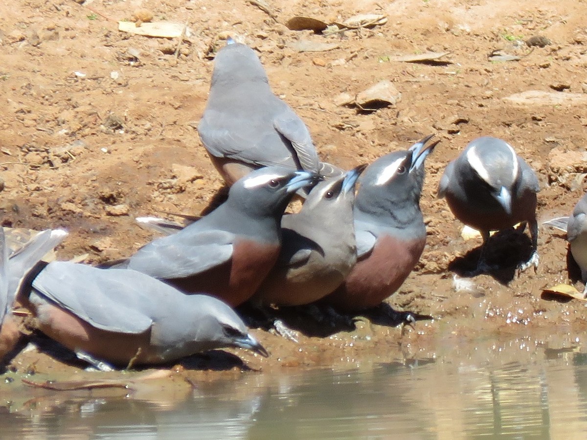 White-browed Woodswallow - ML117188021