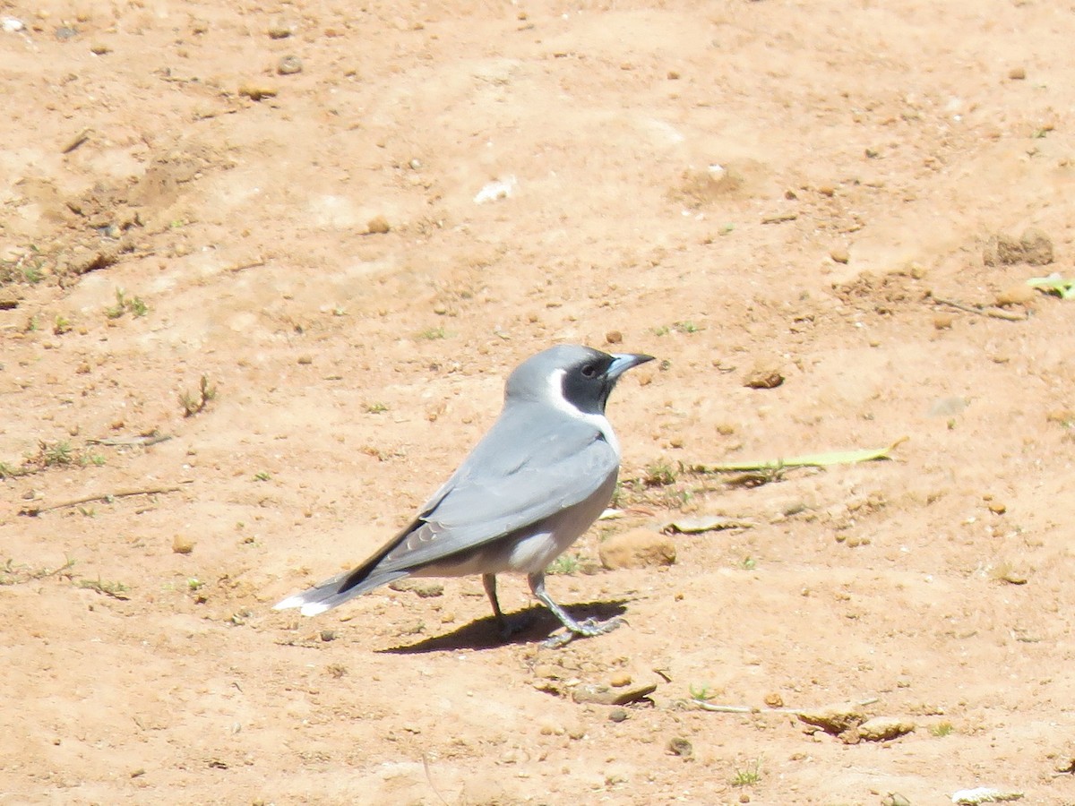 Masked Woodswallow - ML117188771