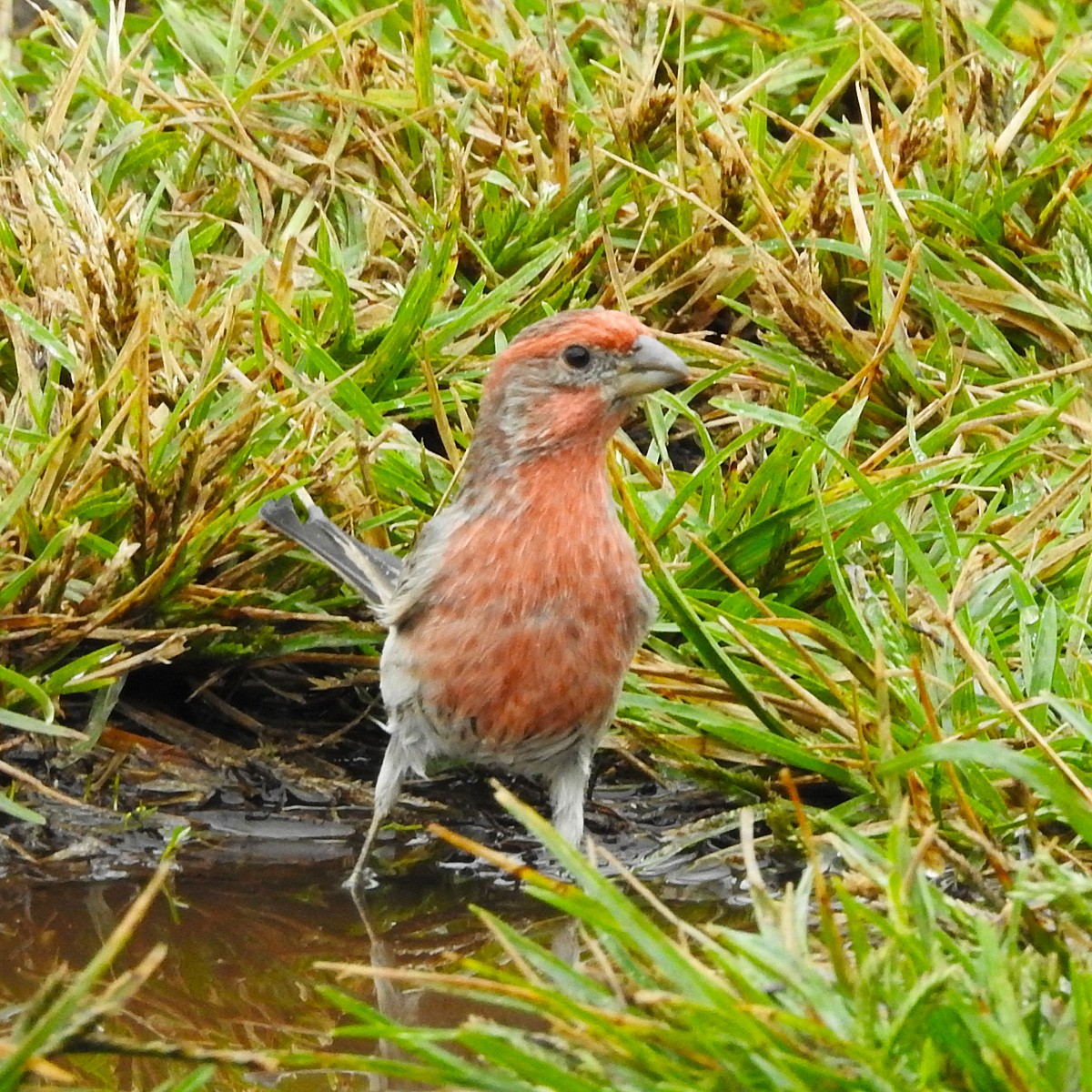 House Finch - ML117188961