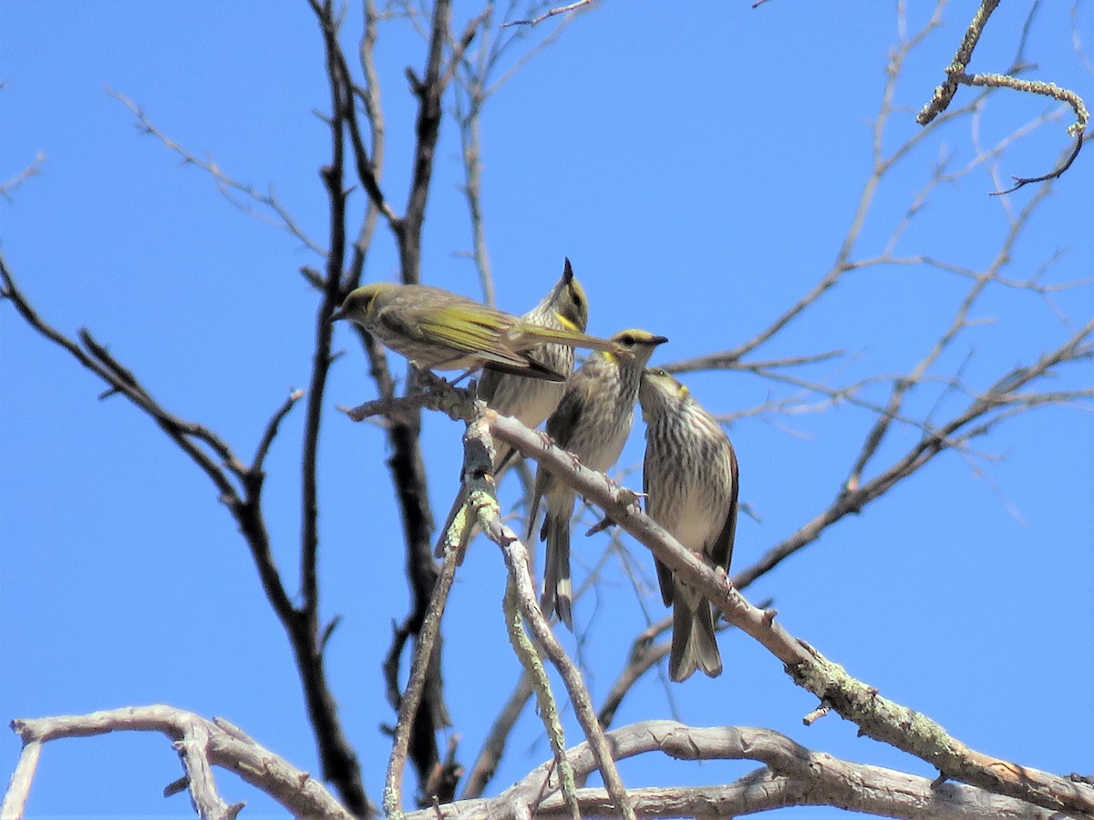 Yellow-plumed Honeyeater - ML117189541