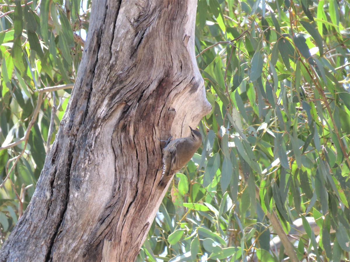 Brown Treecreeper - ML117189661