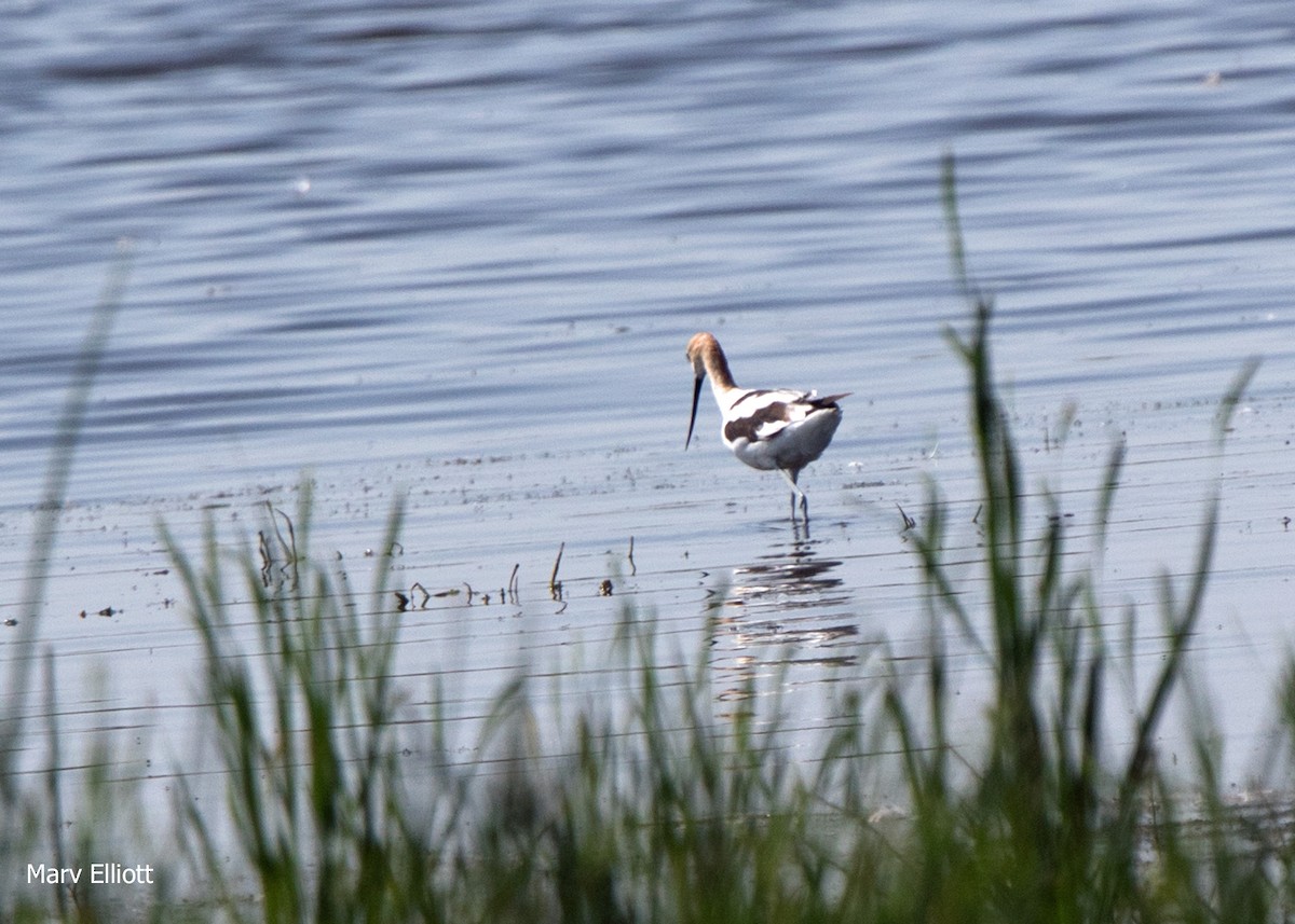 American Avocet - ML117189891