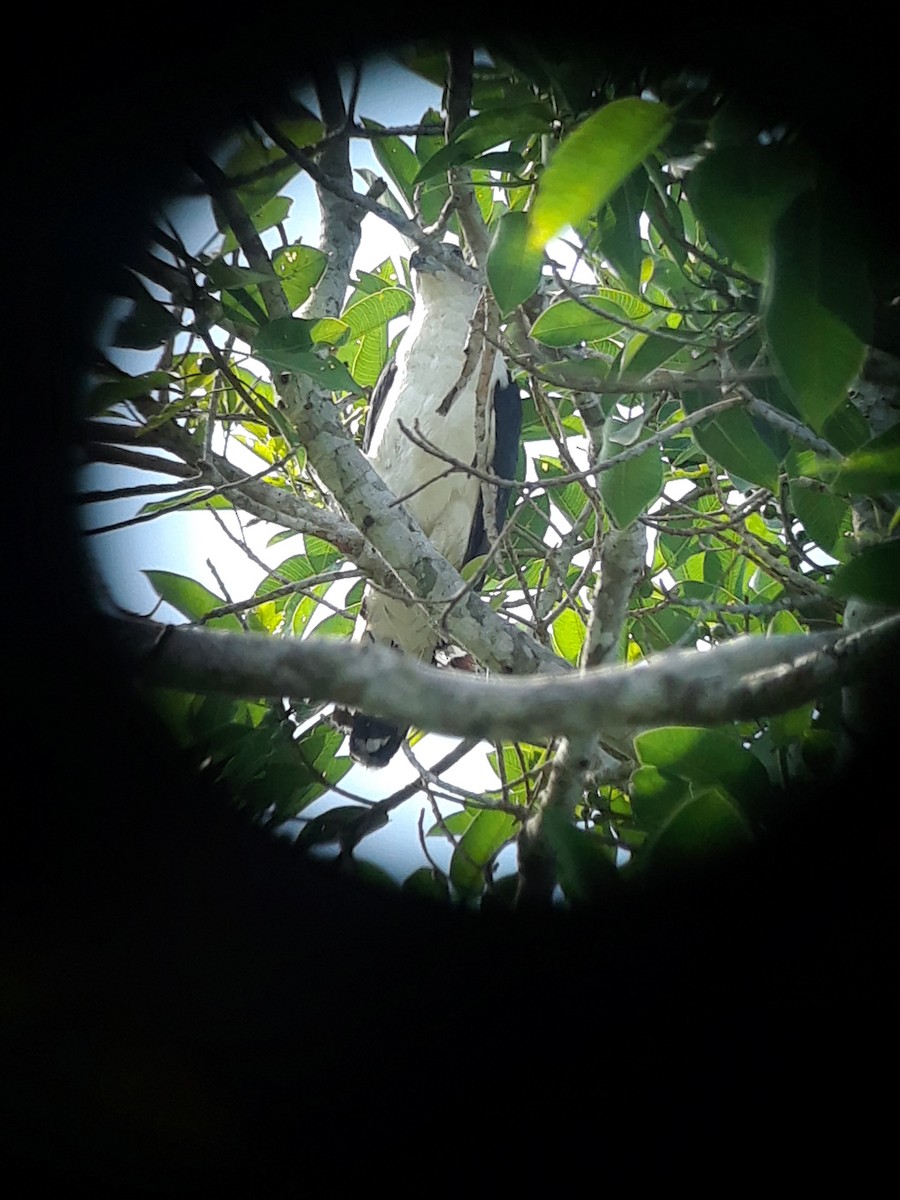 Gray-headed Kite - Daniel Lane