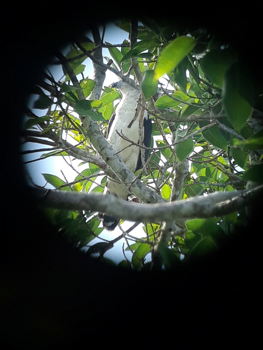 Gray-headed Kite - ML117190261