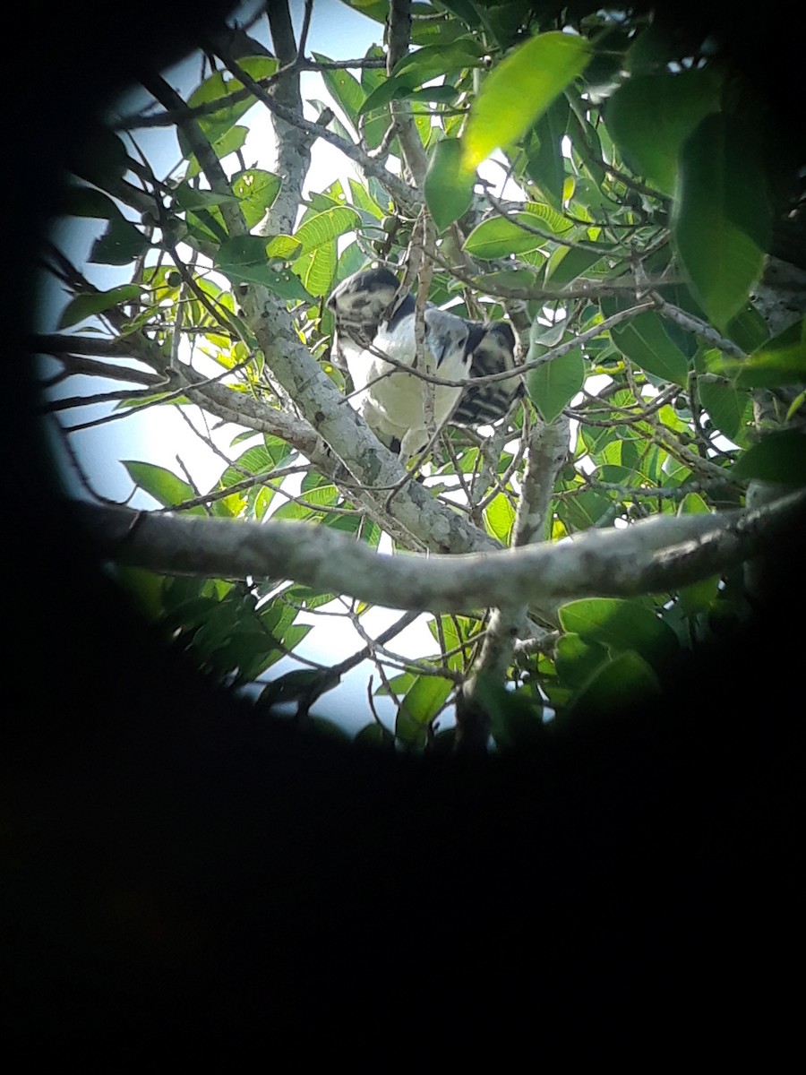 Gray-headed Kite - ML117190281