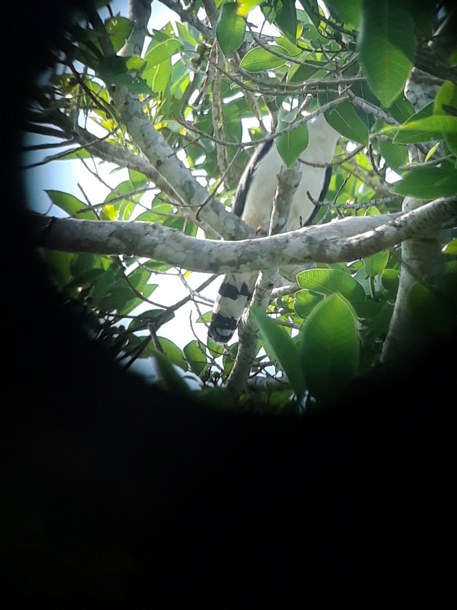 Gray-headed Kite - ML117190291