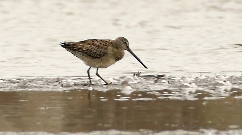Long-billed Dowitcher - ML117190421