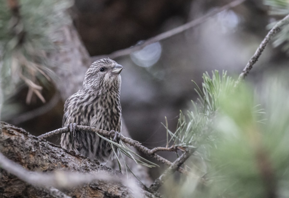 Cassia Crossbill - ML117190951