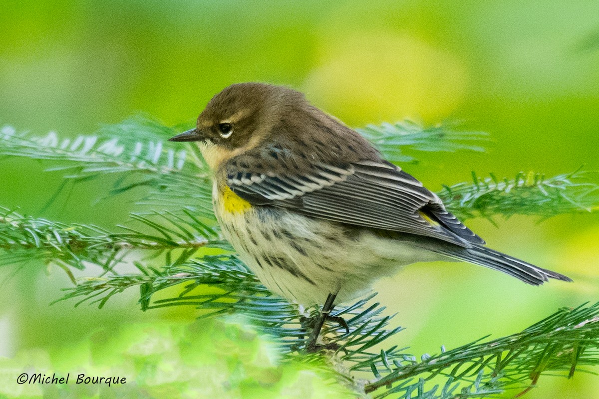 Yellow-rumped Warbler - ML117192181