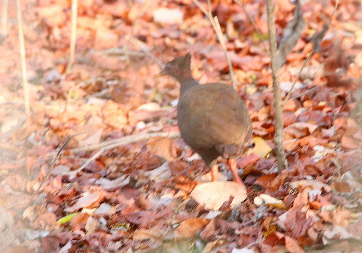 Orange-footed Megapode - ML117192331