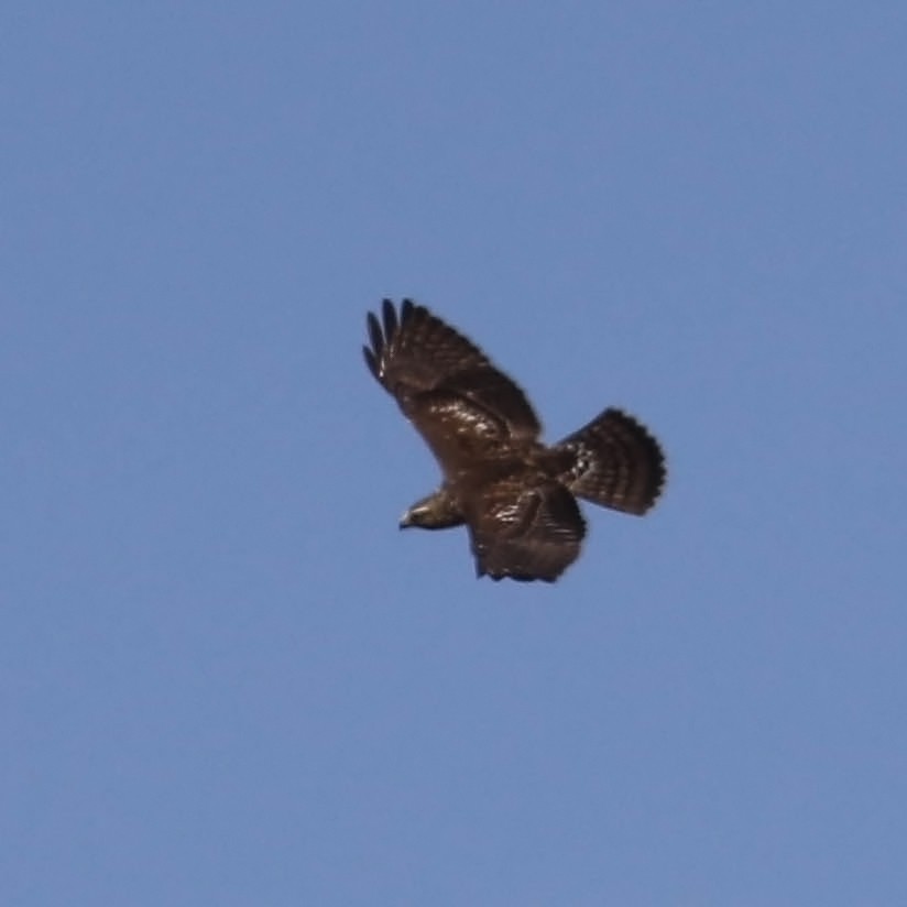 Broad-winged Hawk - ML117192681