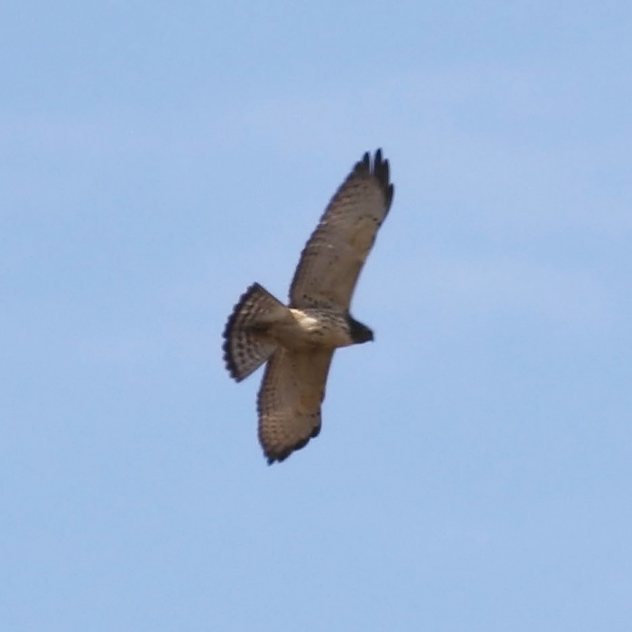 Broad-winged Hawk - ML117192691