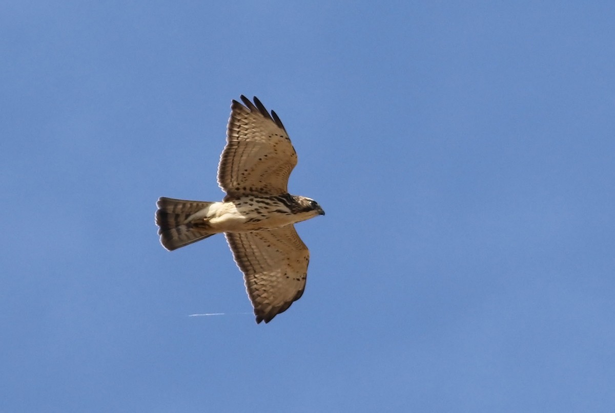 Broad-winged Hawk - ML117192721