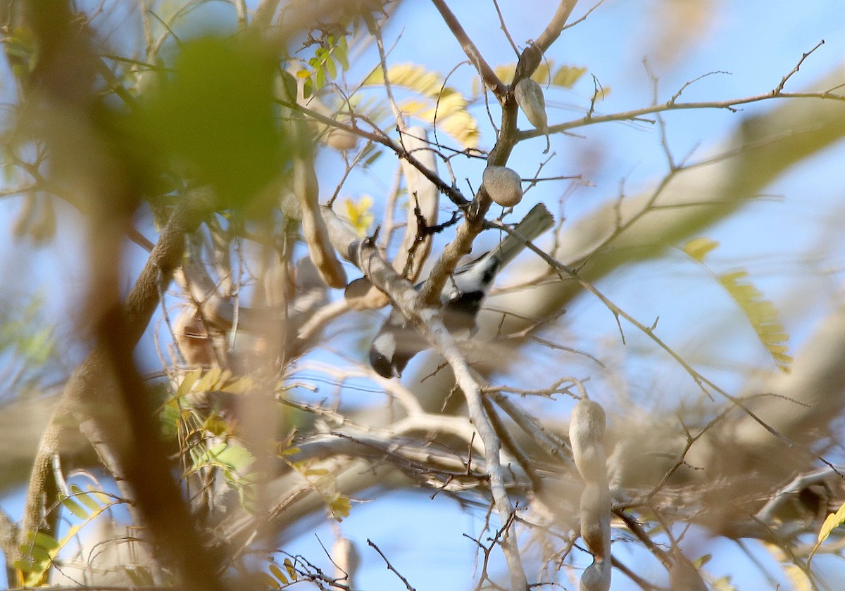 Cinereous Tit - ML117192881