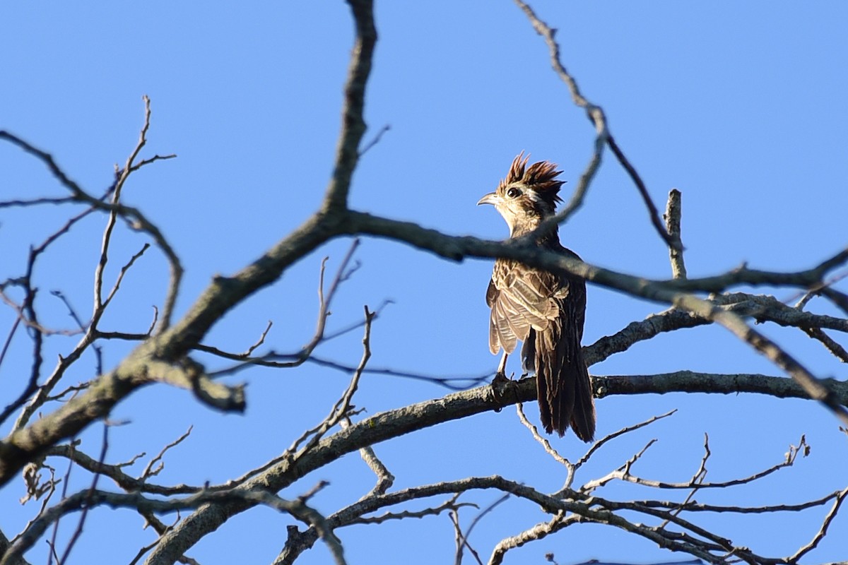 Striped Cuckoo - ML117194231