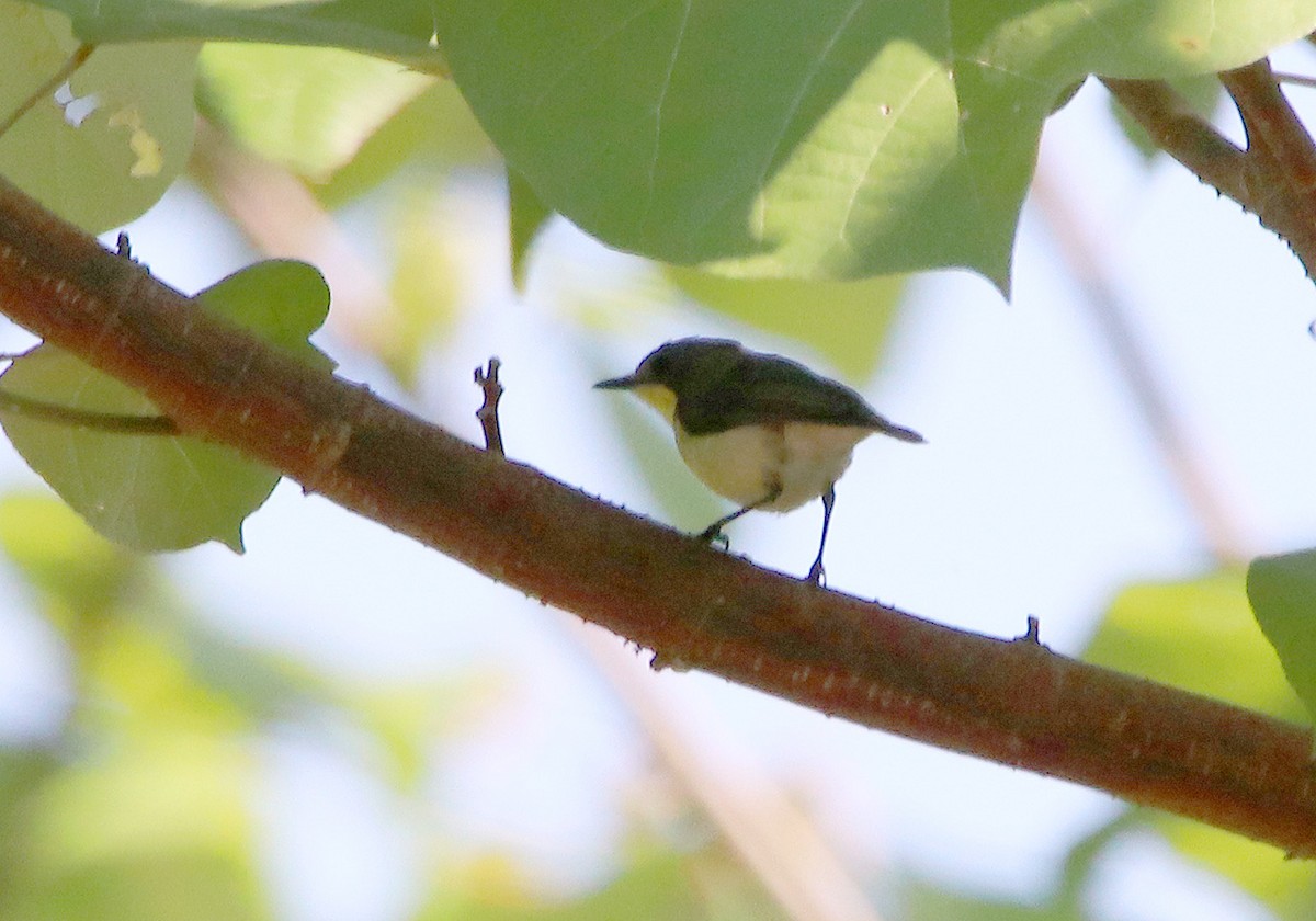 Golden-bellied Gerygone - ML117194791