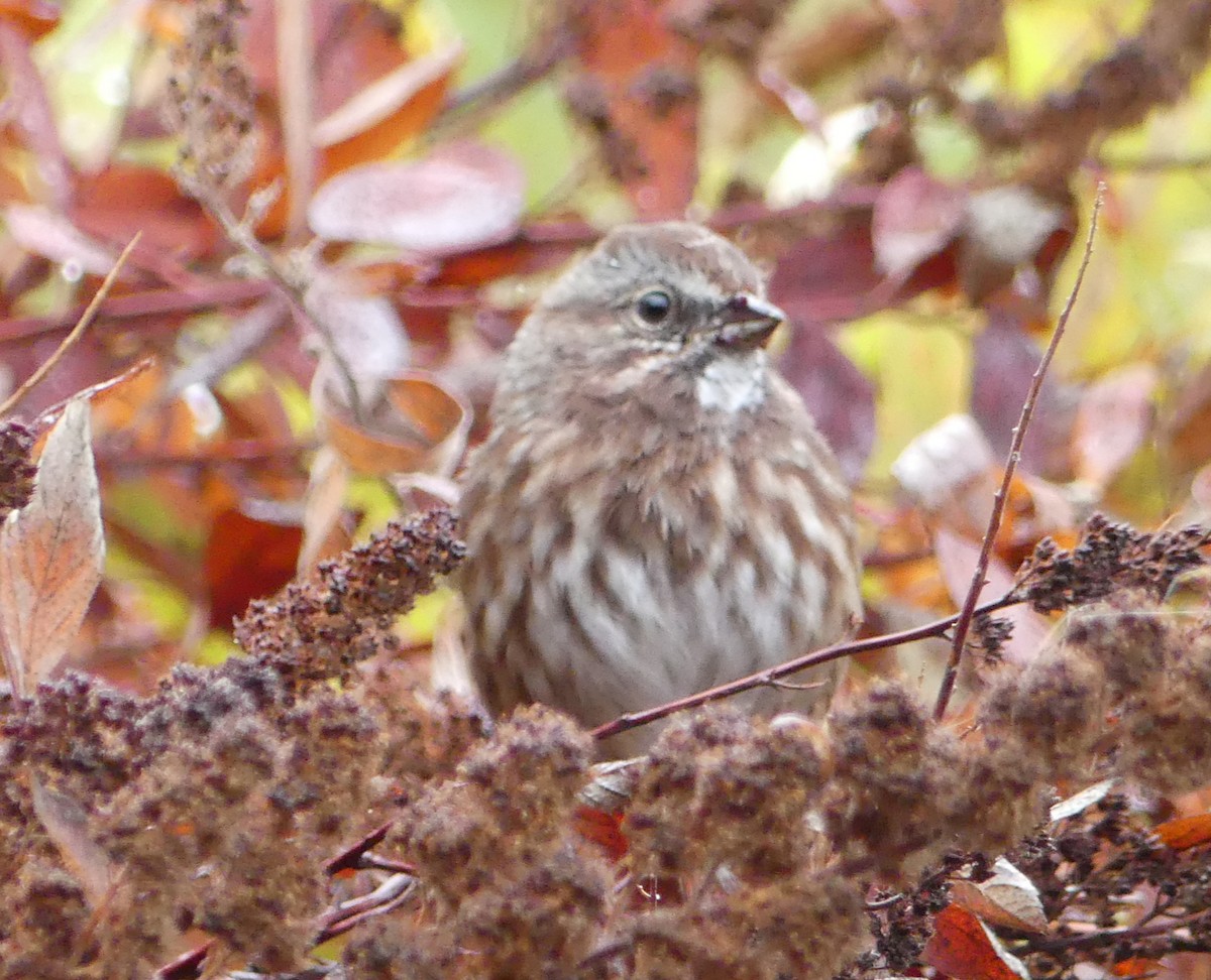 Song Sparrow - ML117194881