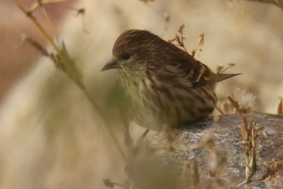 Pine Siskin - ML117194931