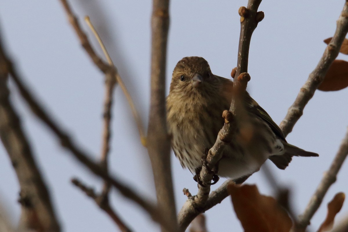 Pine Siskin - ML117194961