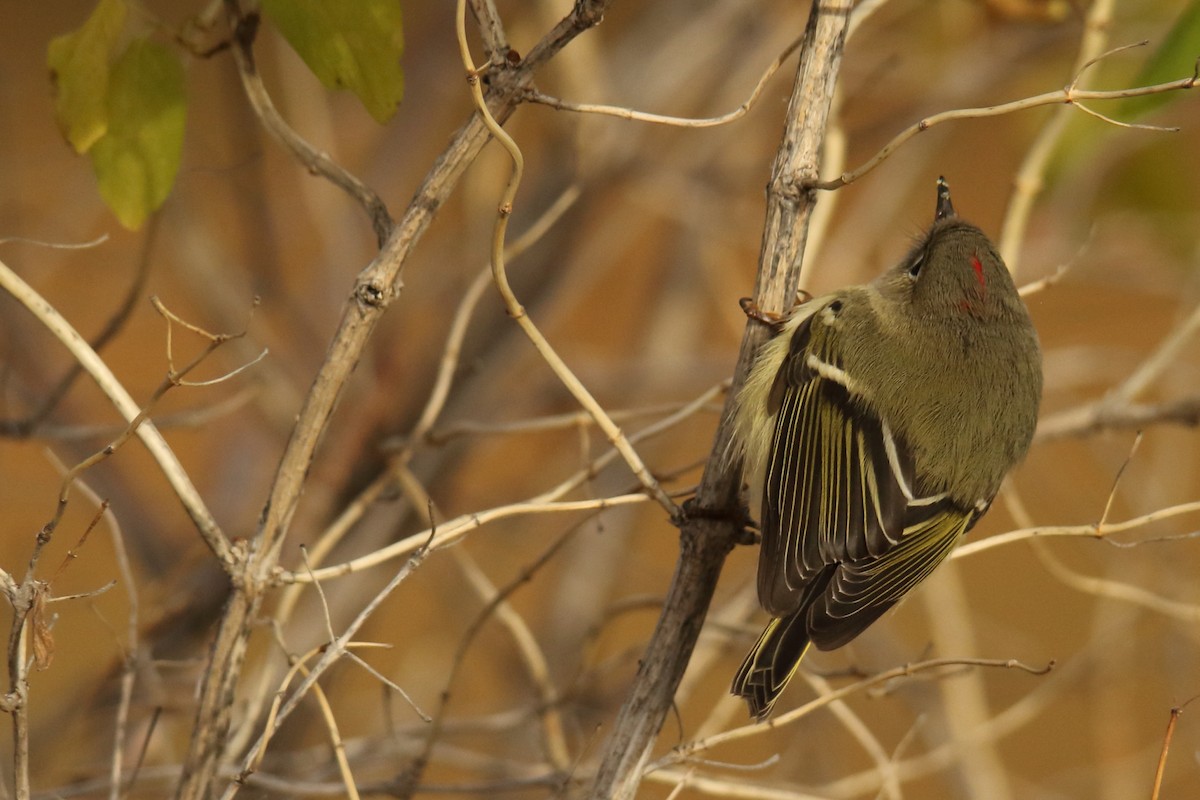 Ruby-crowned Kinglet - ML117195551