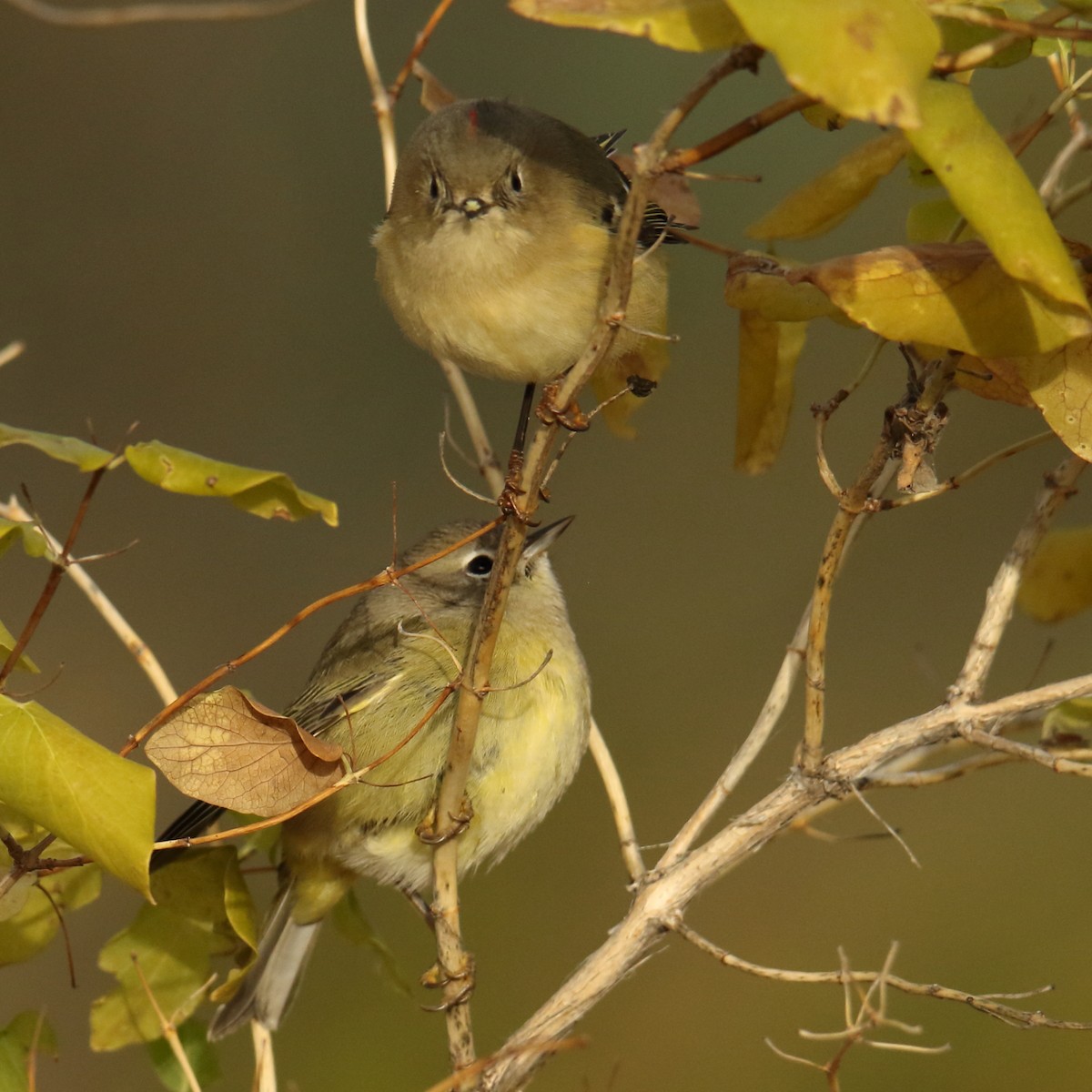 Ruby-crowned Kinglet - gord smith