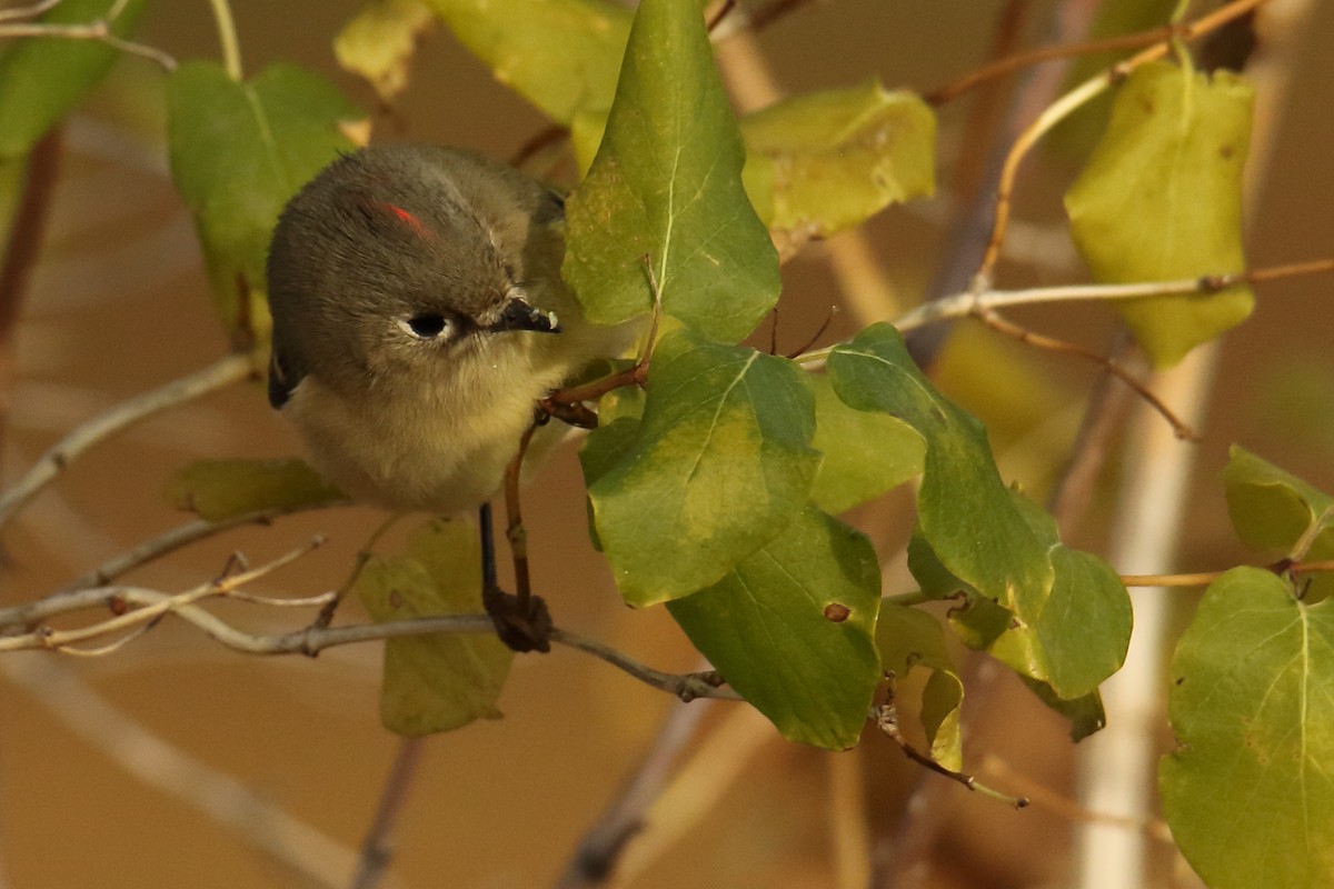 Ruby-crowned Kinglet - ML117195611