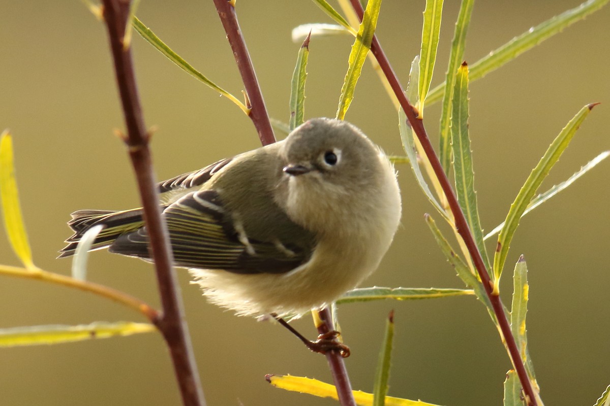 Ruby-crowned Kinglet - gord smith