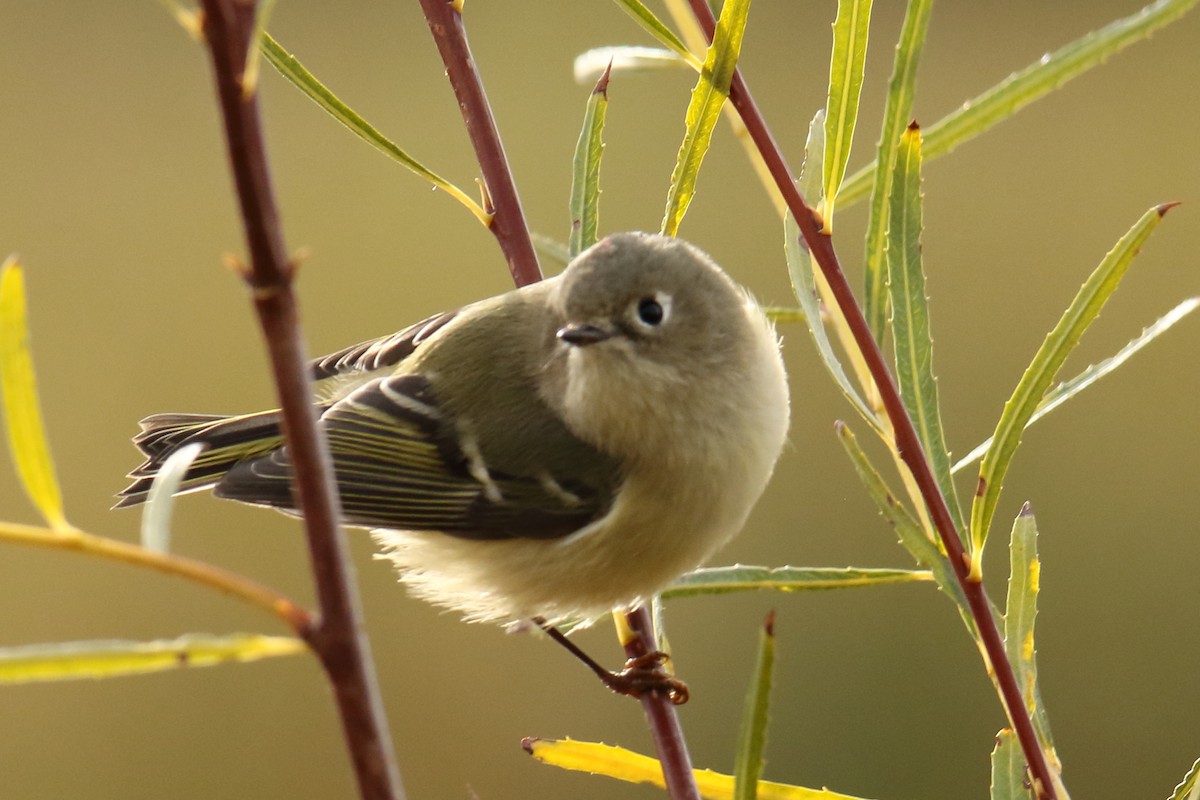 Ruby-crowned Kinglet - ML117195741