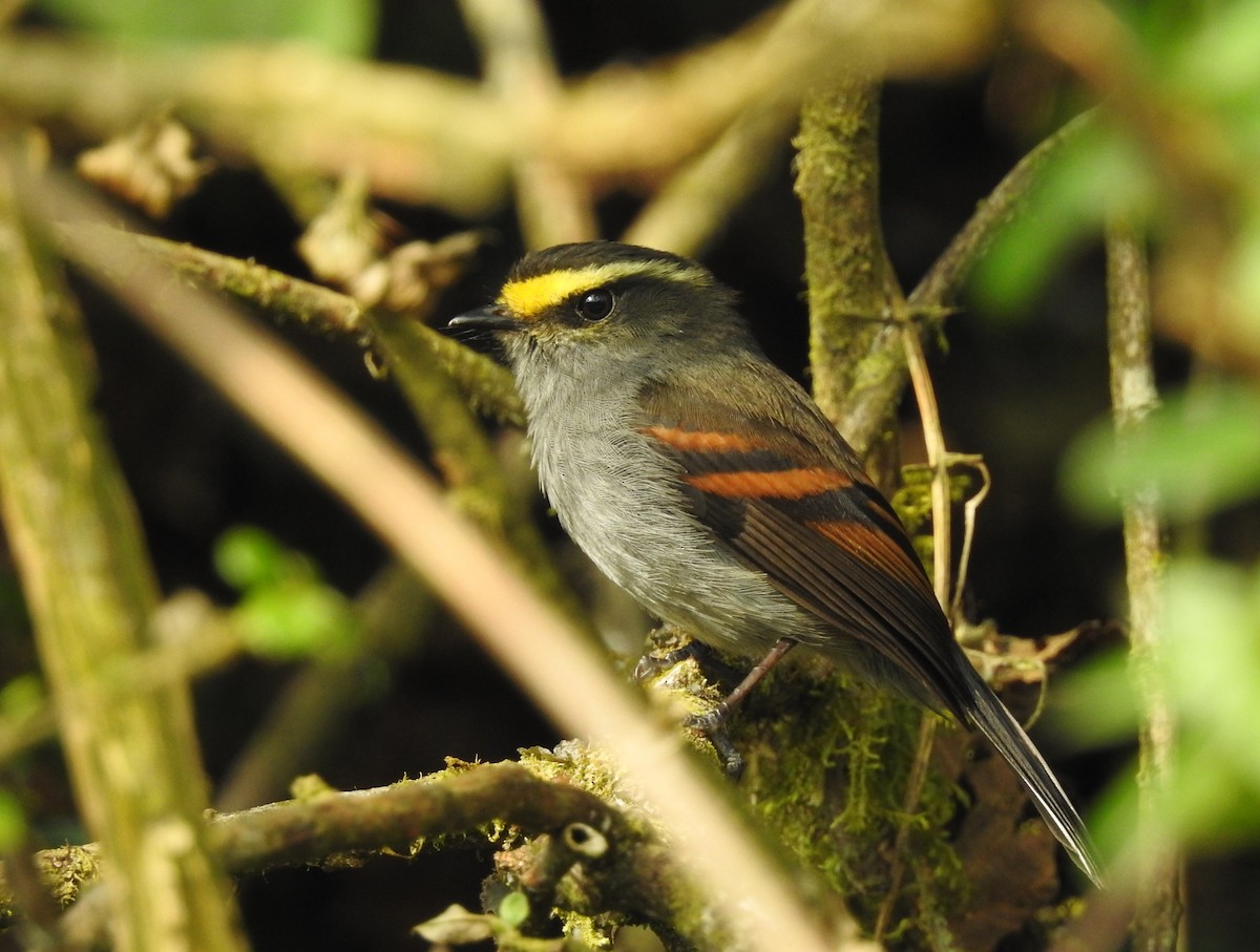Golden-browed Chat-Tyrant - Daniel Lane