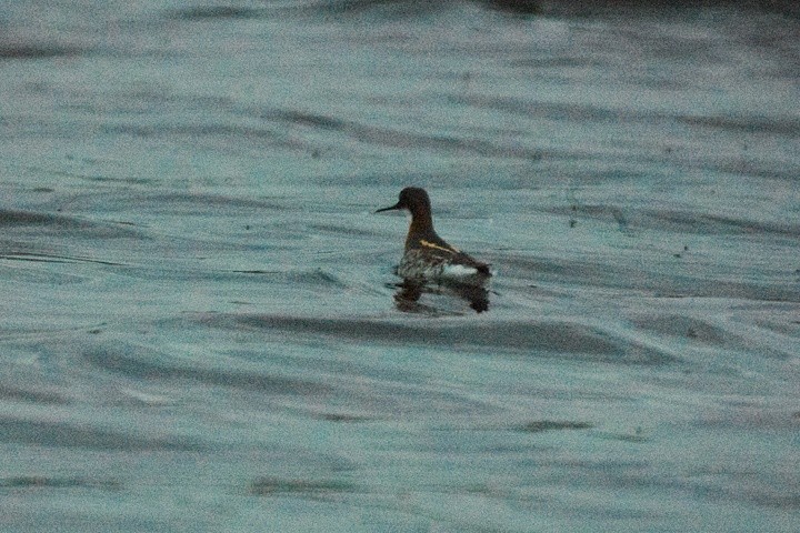 Red-necked Phalarope - ML117198781